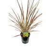 170mm Electric Flash - Cordyline banksii