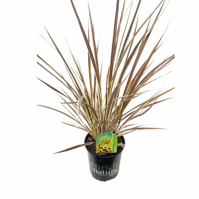 170mm Electric Flash - Cordyline banksii