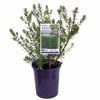 140mm Westringia Smoke Screen Mauve - Westringia hybrid