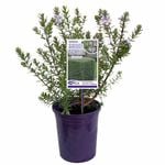 140mm Westringia Smoke Screen Mauve - Westringia hybrid