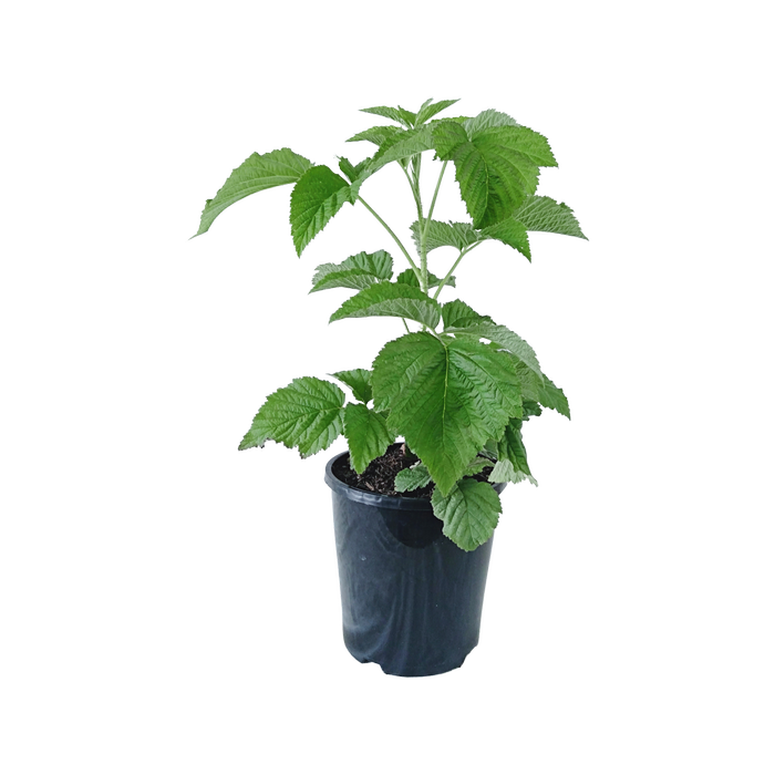 140mm Chilcotin Raspberry - Rubus idaeus