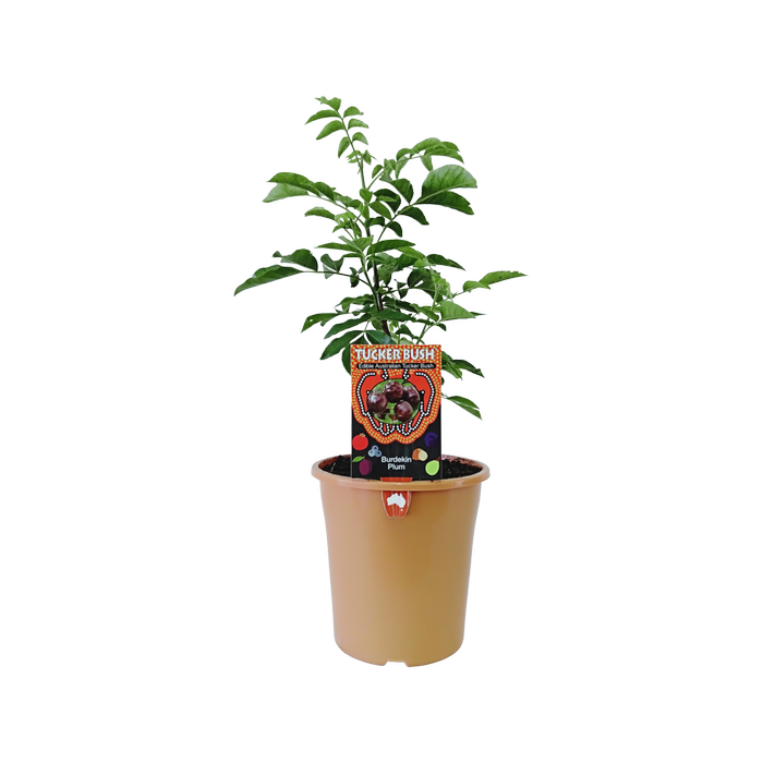 180mm Burdekin Plum - Pleiogynium timorense