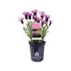 140mm Lavender LAVINNOVA® Pink Lace - Lavandula