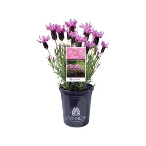 140mm Lavender LAVINNOVA® Pink Lace - Lavandula
