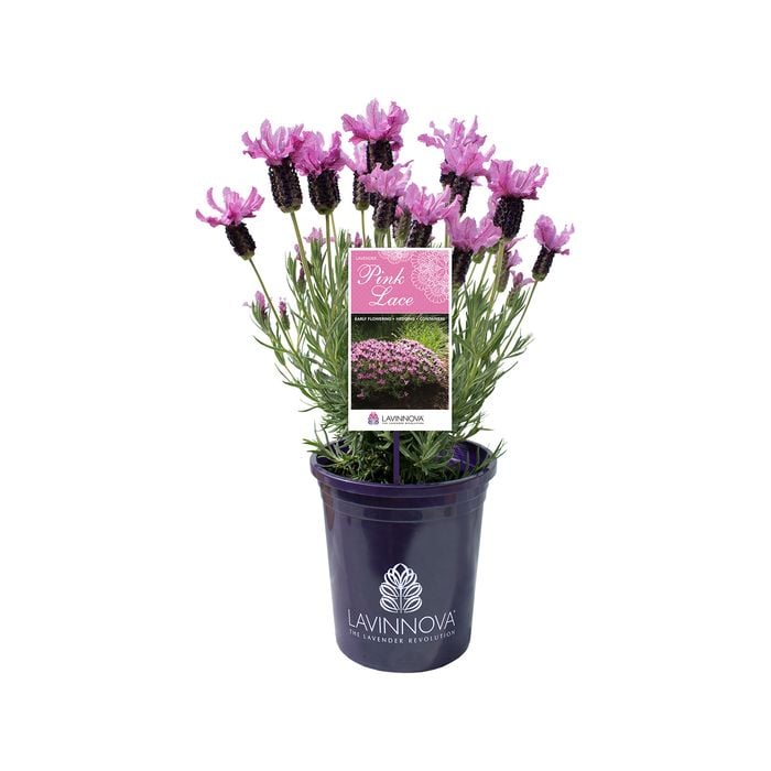140mm Lavender LAVINNOVA® Pink Lace - Lavandula