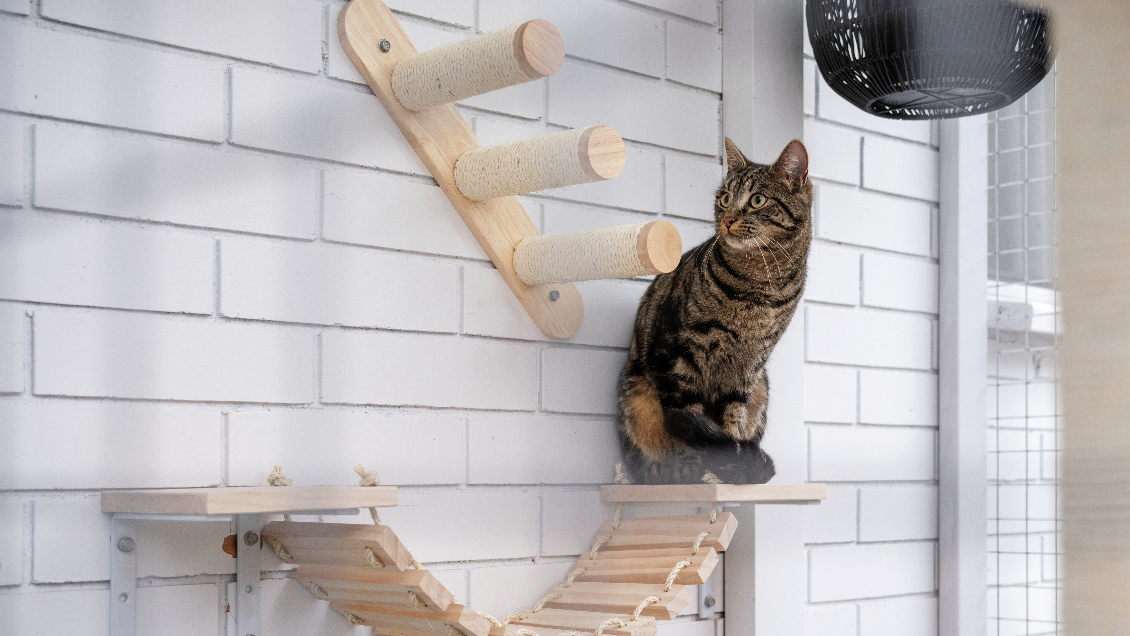 Eight Things To Consider When Building A Cat Run Bunnings Australia