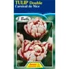 Tulip Carnival De Nice - 5 Bulbs