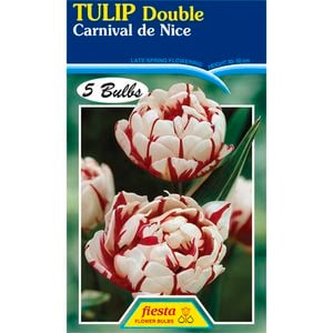Tulip Carnival De Nice - 5 Bulbs