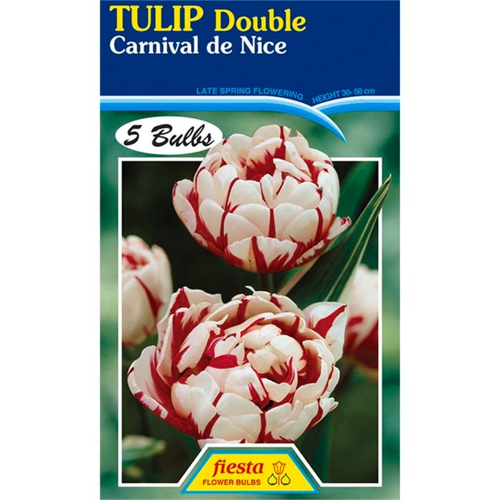 Tulip Carnival De Nice - 5 Bulbs