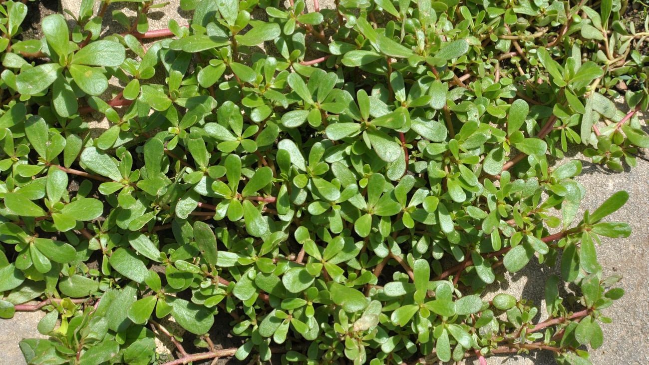 Close up of a portulaca plant with bright green leaves.