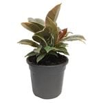120mm Rubber Plant Sylvie - Ficus elastica variegata