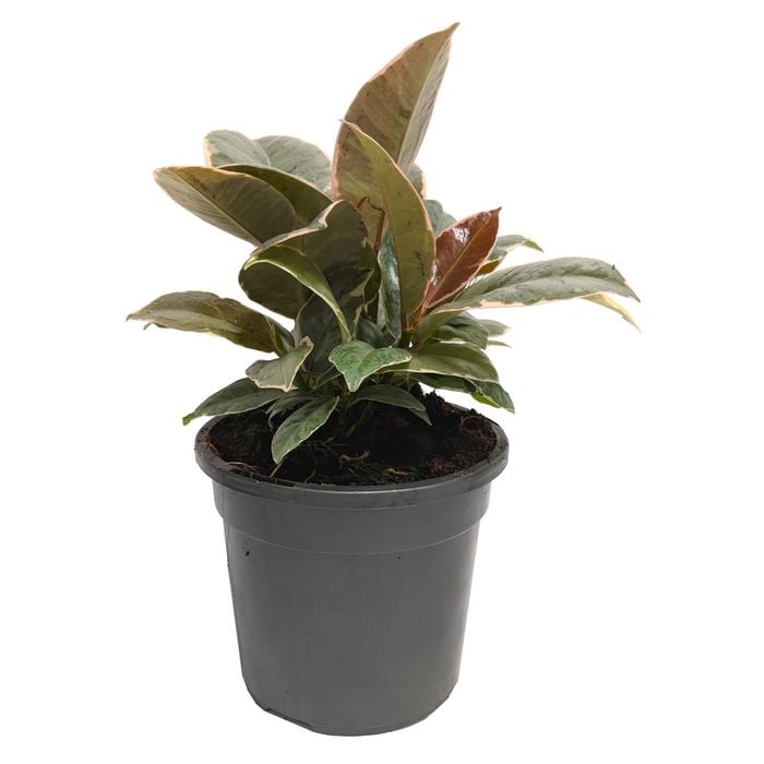 120mm Rubber Plant Sylvie - Ficus elastica variegata