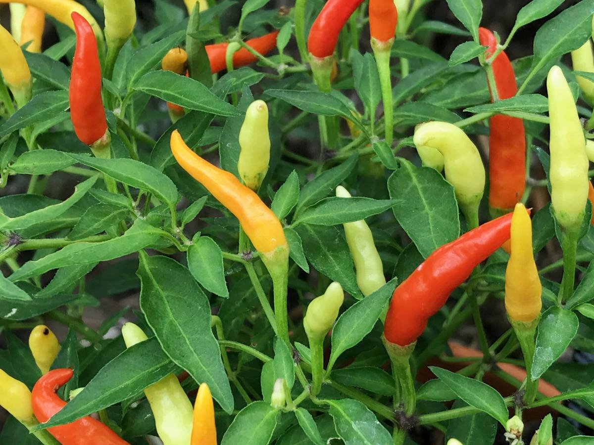 Growing Chilli: Plant Care Guide - Bunnings Australia