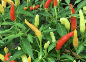 Close up of a chilli plant.