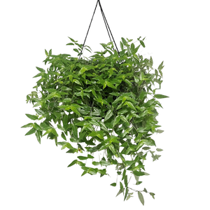 270mm Tahitian Bridal Veil Hanging Basket - Gibasis pellucida
