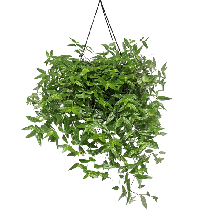 270mm Tahitian Bridal Veil Hanging Basket - Gibasis pellucida