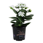 100mm Assorted Kalanchoe - Kalanchoe blossfeldiana