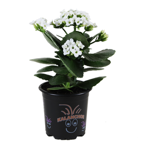 100mm Assorted Kalanchoe - Kalanchoe blossfeldiana