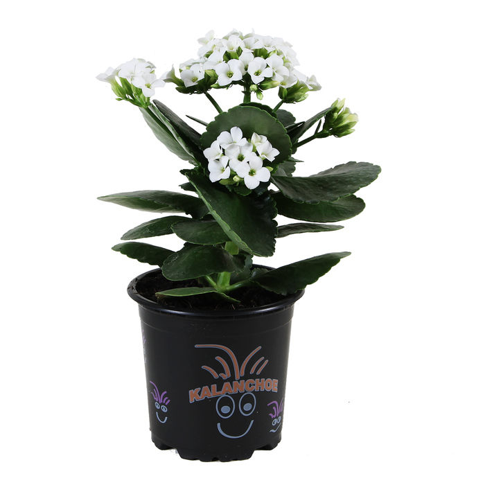100mm Assorted Kalanchoe - Kalanchoe blossfeldiana