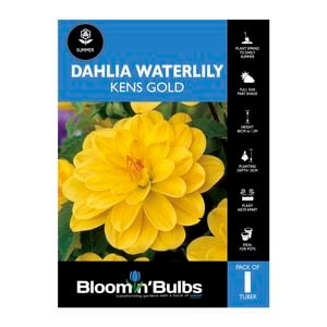 Bloomin Bulbs Dahlia Kens Gold 1 Pack