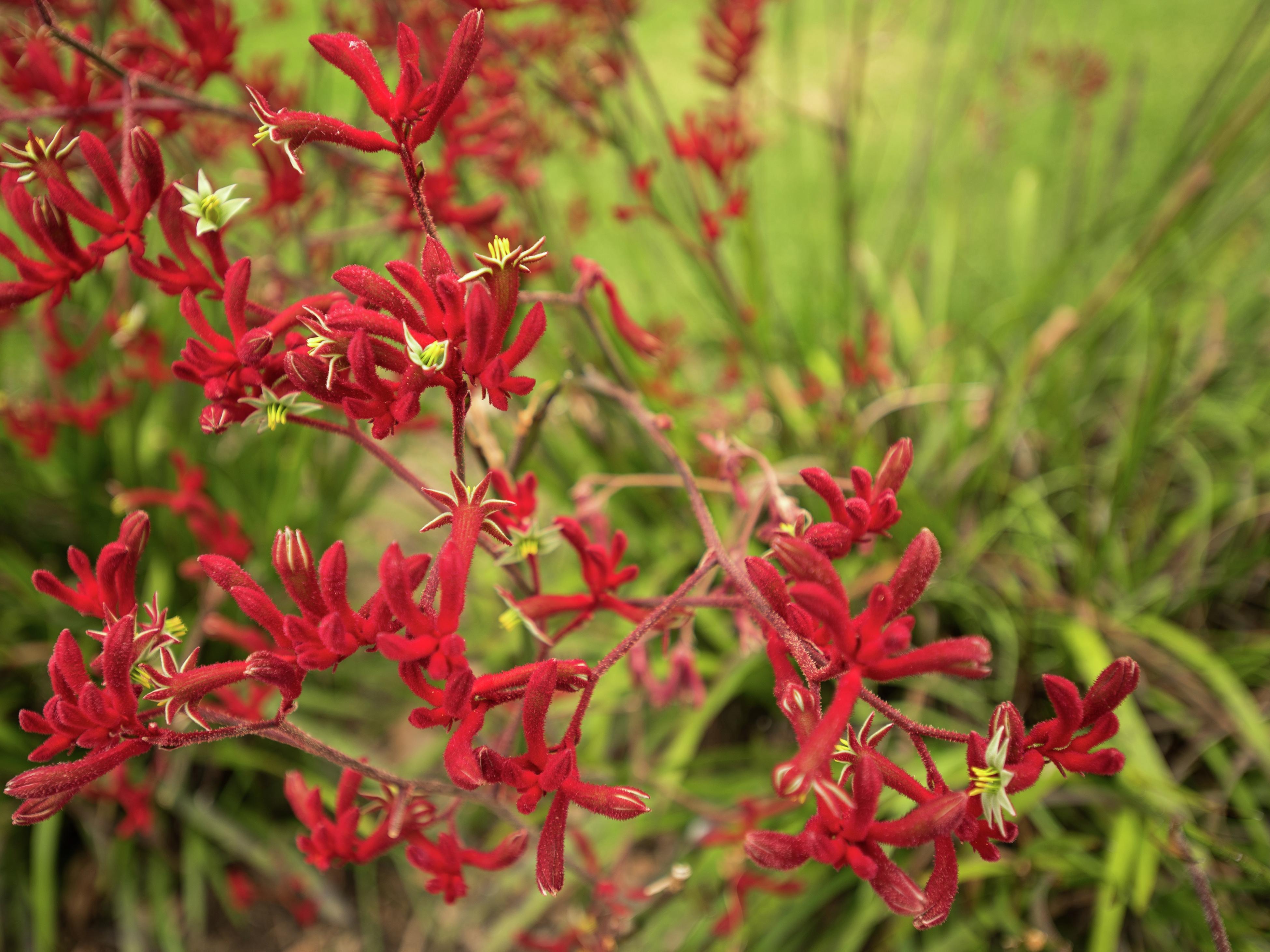 Is kangaroo paw plant toxic to fashion dogs