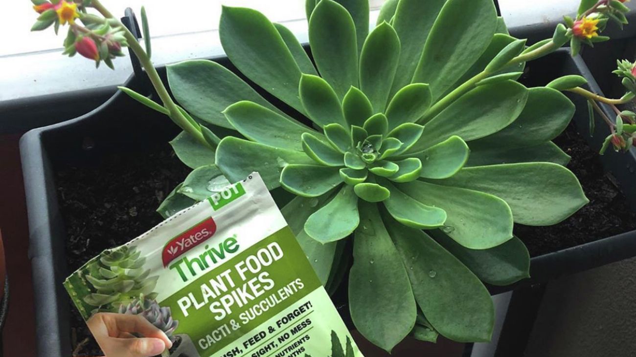 Yates plant food being held in front of a flowering succulent