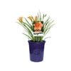 140mm Daylily Stella Tangerine - Hemerocallis