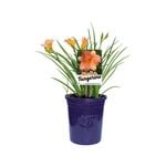 140mm Daylily Stella Tangerine - Hemerocallis