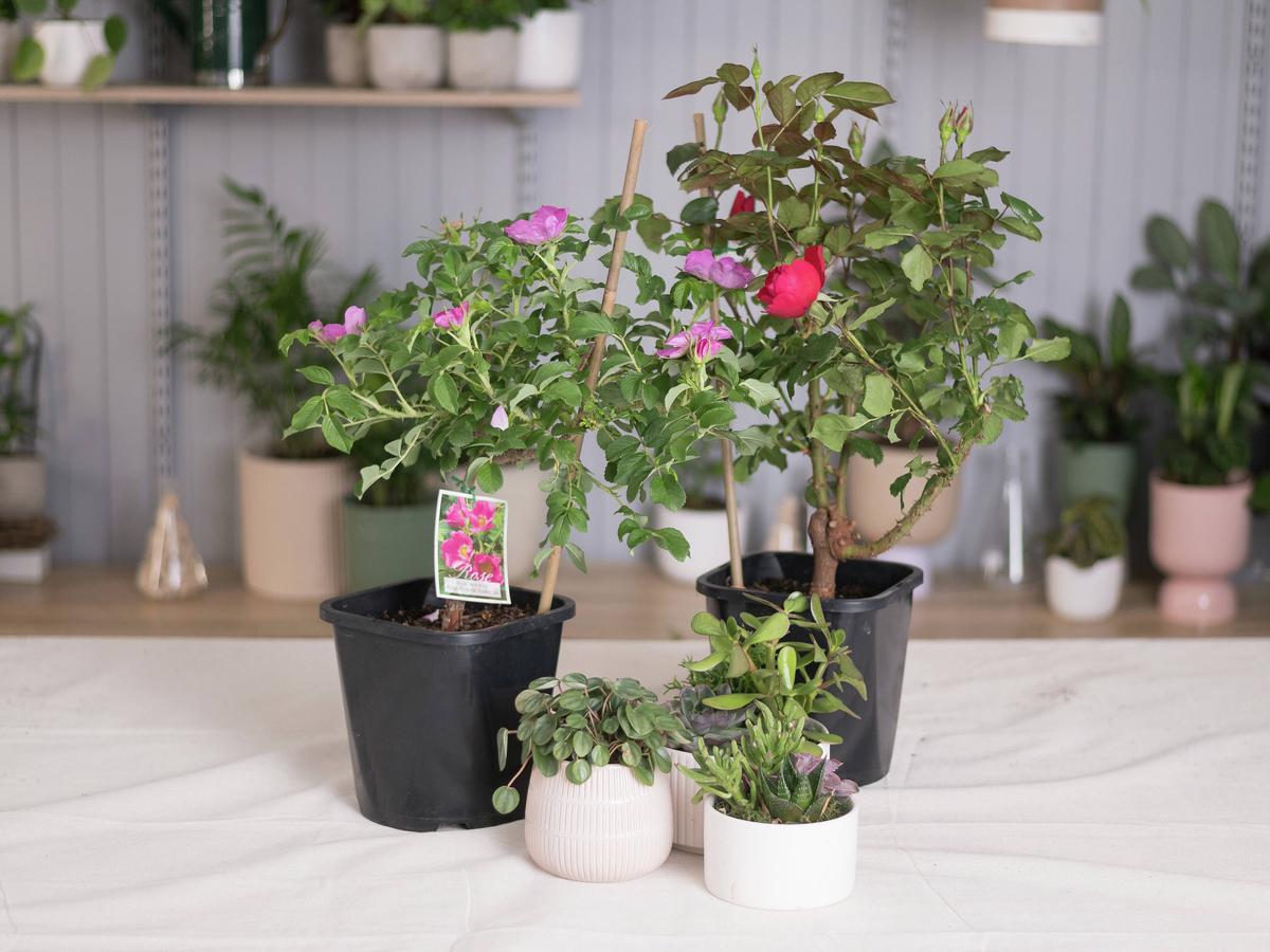 How To Plant And Propagate Roses - Bunnings New Zealand