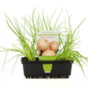 Punnet Onion Cream Gold - Allium cepa