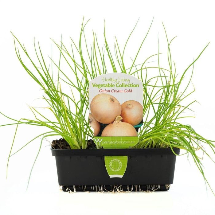 Punnet Onion Cream Gold - Allium cepa