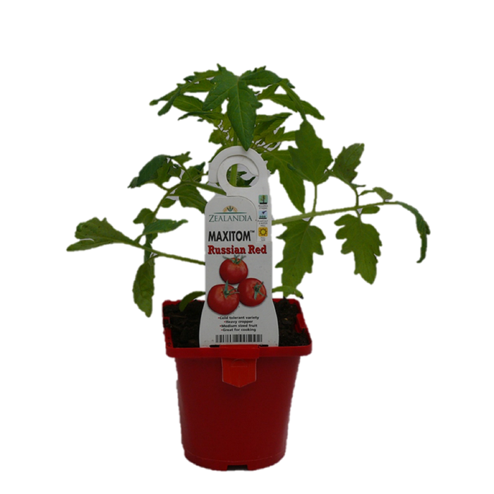 100mm Tomato Graft Russian Red - Lycopersicum