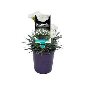 140mm Dianthus Memories - Dianthus x alwoodii