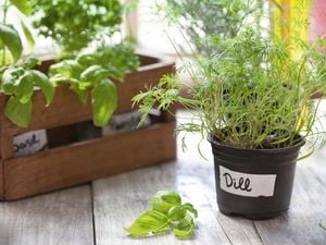 A dill plant in a pot and a crate of basil in the background.