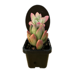 70mm Succulent Collectors