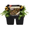 4 Cell Pansy Plentifall Fire - Viola x wittrockiana