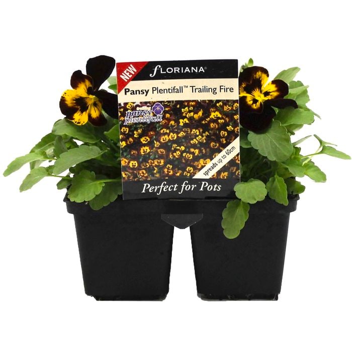4 Cell Pansy Plentifall Fire - Viola x wittrockiana