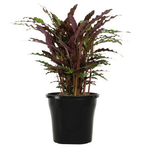 250mm Velvet Calathea - Calathea rufibarba