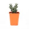 85mm Bright & Easy - Mesembryanthemum Lemon