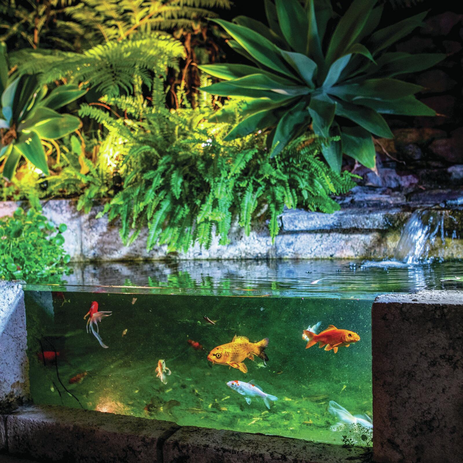 Holman Warm White Pond Lights With Transformer 3 Pack Bunnings Australia