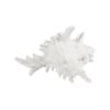 Maine & Crawford 7 Seas Resin 19cm Coral Ornament - White