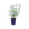 140mm Salvia Sky Blue - Salvia hybrid