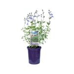 140mm Salvia Sky Blue - Salvia hybrid