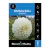 Bloomin' Bulbs Dahlia Snowy - 1 Pack