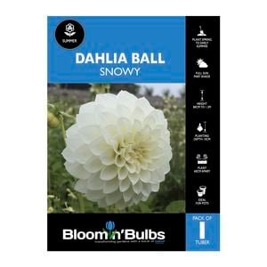 Bloomin' Bulbs Dahlia Snowy - 1 Pack