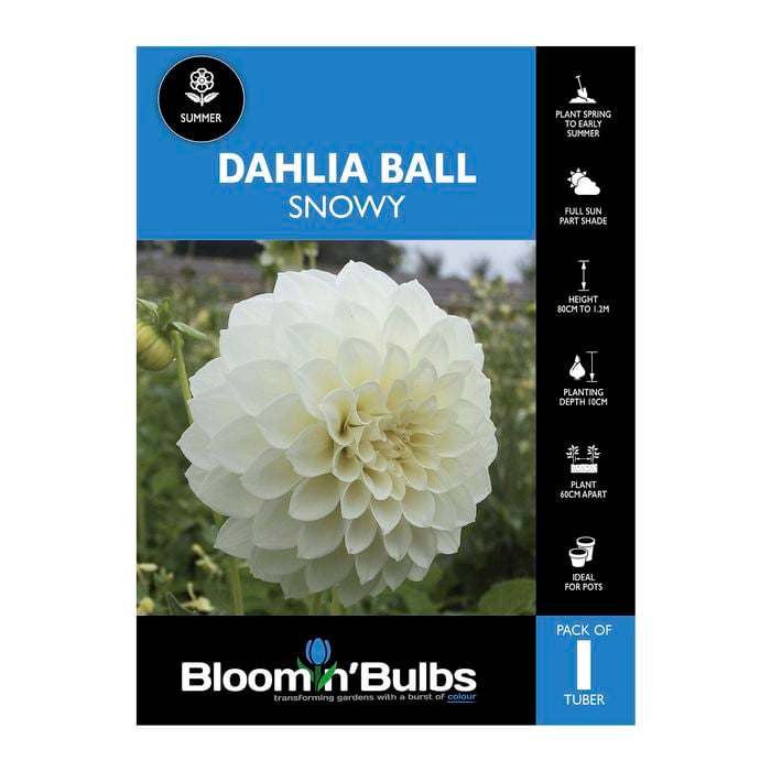 Bloomin' Bulbs Dahlia Snowy - 1 Pack