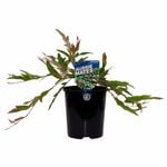 140mm Grevillea Royal Mantle - Grevillea laurifolia x willsii