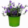 120mm Bellflower - Campanula resholts