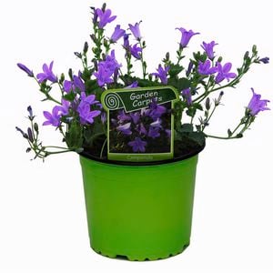 120mm Bellflower - Campanula resholts