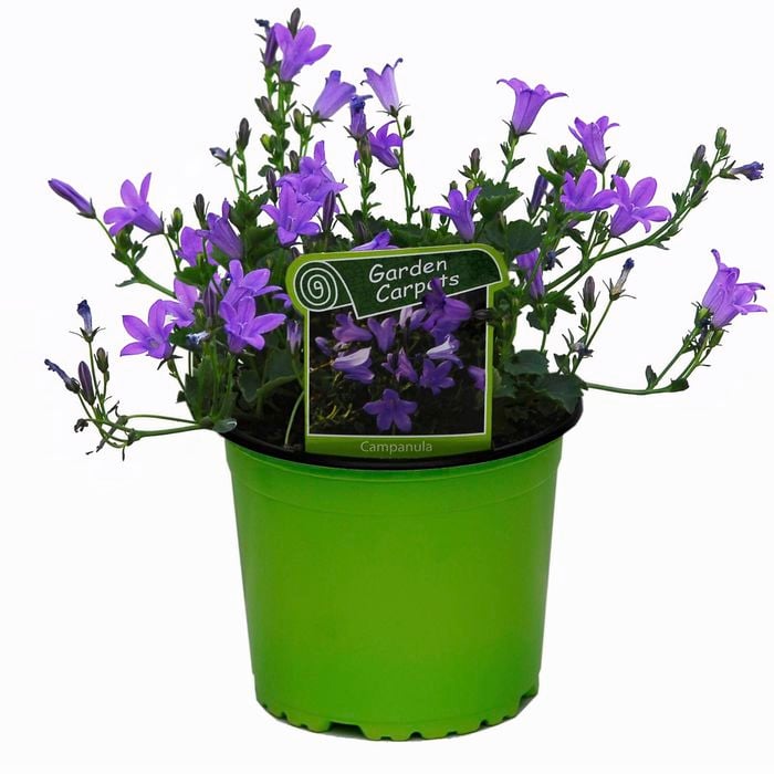 120mm Bellflower - Campanula resholts